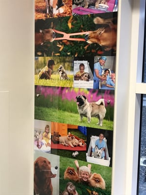 Koorsen Family Donates to Peyton Manning Children’s Hospital for Dog Themed Pediatric Room Koorsen Family Donates to Peyton Manning Children’s Hospital for Dog Themed Pediatric Room