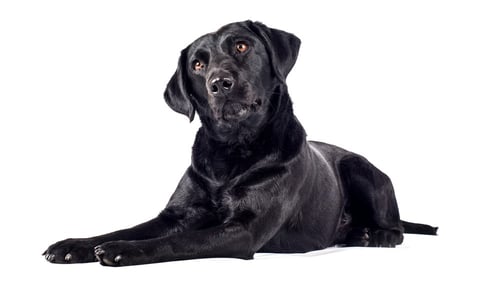 Black Labrador Retriever laying down tiling head to the left 