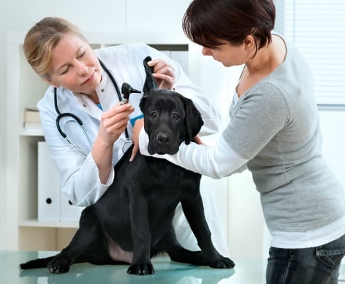 vet checking dogs ears old-1